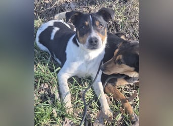 Watson ein gutmütiger Rüde