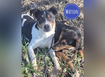 Watson ein gutmütiger Rüde