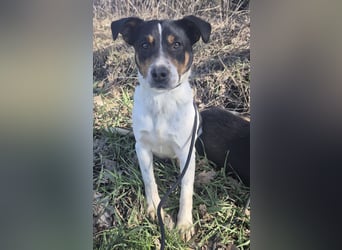 Watson ein gutmütiger Rüde