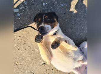 Watson ein gutmütiger Rüde