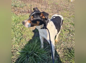 Watson ein gutmütiger Rüde