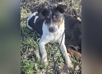 Watson ein gutmütiger Rüde