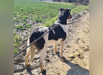 Watson ein gutmütiger Rüde