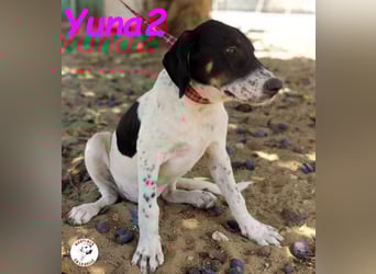 Yuna2 05/2024 (in Deutschland) - menschenbezogene und verschmuste Junghündin!