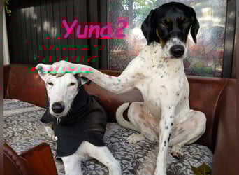Yuna2 geb. 05/2024 (in Deutschland) - verschmuste und verspielte, Pointer-Mix Hündin!