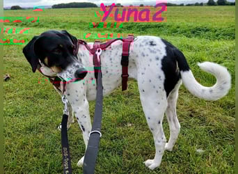 Yuna2 geb. 05/2024 (in Deutschland) - verschmuste und verspielte, Pointer-Mix Hündin!
