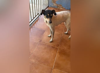 Maya - zauberhafte Bodeguero-Hündin sucht ihr Zuhause