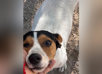 Ping, freundlich sozial und ausgeglichen