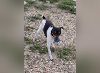 Hada - kleine Glückshündin mit erwartungsvollem Blick sucht ihr Zuhause