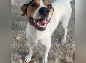 Ping, freundlich sozial und ausgeglichen