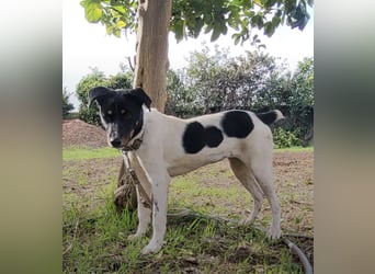 Brisa, eine freundliche menschenbezogene Hündin