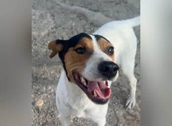 Ping, freundlich sozial und ausgeglichen