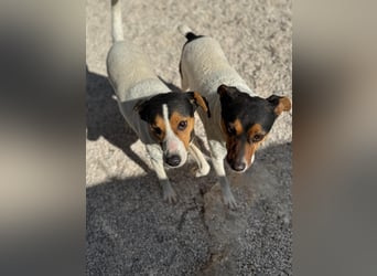 Ping, freundlich sozial und ausgeglichen