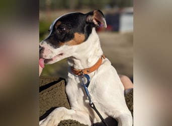 Jimmy – kleiner Bodeguero-Junge auf der Suche nach seinem Herzenszuhause