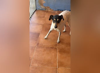 Maya - zauberhafte Bodeguero-Hündin sucht ihr Zuhause