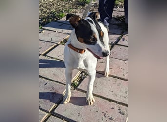 Jimmy – kleiner Bodeguero-Junge auf der Suche nach seinem Herzenszuhause