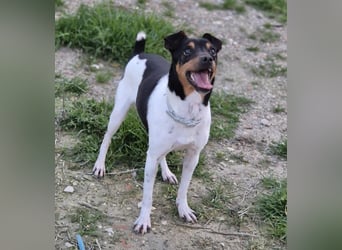 Hada - kleine Glückshündin mit erwartungsvollem Blick sucht ihr Zuhause