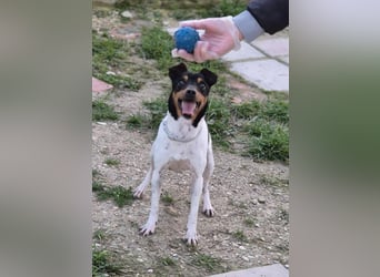 Hada - kleine Glückshündin mit erwartungsvollem Blick sucht ihr Zuhause