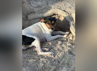 Pong, zurückhaltend aber sehr freundlich