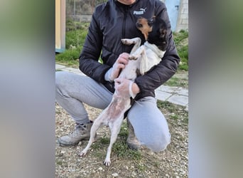 Hada - kleine Glückshündin mit erwartungsvollem Blick sucht ihr Zuhause