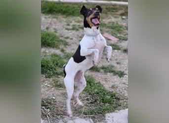 Hada - kleine Glückshündin mit erwartungsvollem Blick sucht ihr Zuhause