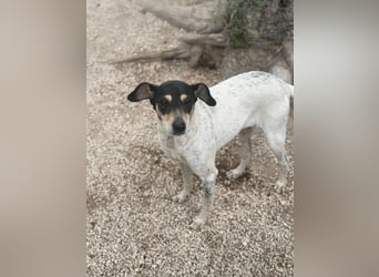 Maya - zauberhafte Bodeguero-Hündin sucht ihr Zuhause