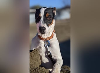 Jimmy – kleiner Bodeguero-Junge auf der Suche nach seinem Herzenszuhause