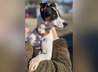 Jimmy – kleiner Bodeguero-Junge auf der Suche nach seinem Herzenszuhause