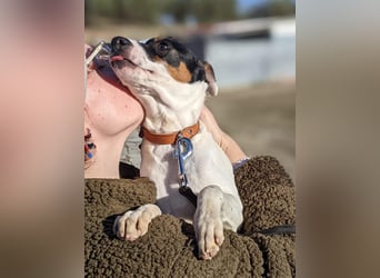 Jimmy – kleiner Bodeguero-Junge auf der Suche nach seinem Herzenszuhause