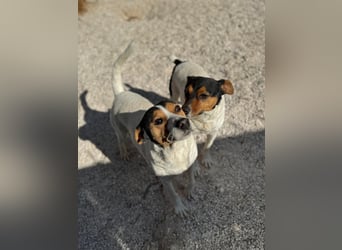 Pong, zurückhaltend aber sehr freundlich