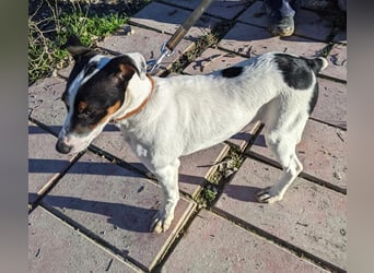 Jimmy – kleiner Bodeguero-Junge auf der Suche nach seinem Herzenszuhause