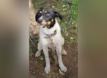 Brisa, eine freundliche menschenbezogene Hündin