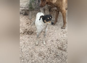 Maya - zauberhafte Bodeguero-Hündin sucht ihr Zuhause