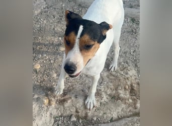 Ping, freundlich sozial und ausgeglichen