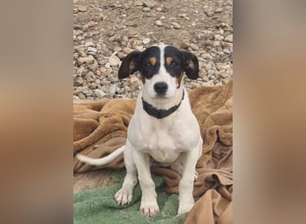 Bru - zarte kleine Bodeguero-Hündin sucht geduldiges Zuhause