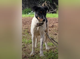 Brisa, eine freundliche menschenbezogene Hündin