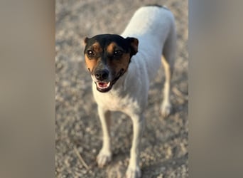 Pong, zurückhaltend aber sehr freundlich