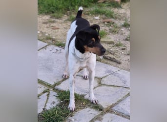 Hada - kleine Glückshündin mit erwartungsvollem Blick sucht ihr Zuhause