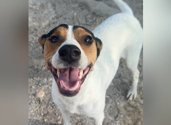 Ping, freundlich sozial und ausgeglichen