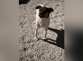 Pong, zurückhaltend aber sehr freundlich