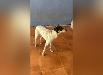 Maya - zauberhafte Bodeguero-Hündin sucht ihr Zuhause