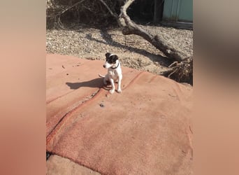 Bru - zarte kleine Bodeguero-Hündin sucht geduldiges Zuhause