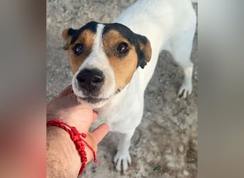 Ping, freundlich sozial und ausgeglichen