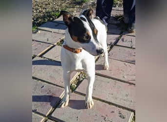 Jimmy – kleiner Bodeguero-Junge auf der Suche nach seinem Herzenszuhause