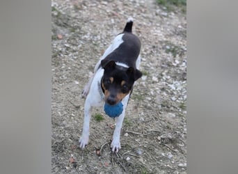 Hada - kleine Glückshündin mit erwartungsvollem Blick sucht ihr Zuhause