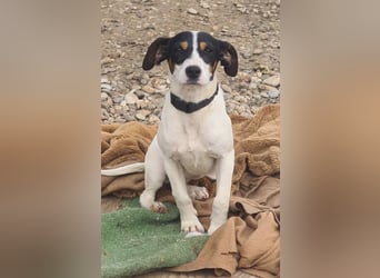 Bru - zarte kleine Bodeguero-Hündin sucht geduldiges Zuhause