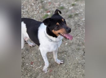 Hada - kleine Glückshündin mit erwartungsvollem Blick sucht ihr Zuhause