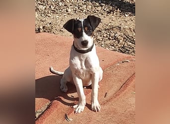 Bru - zarte kleine Bodeguero-Hündin sucht geduldiges Zuhause