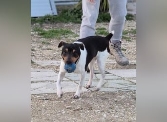 Hada - kleine Glückshündin mit erwartungsvollem Blick sucht ihr Zuhause