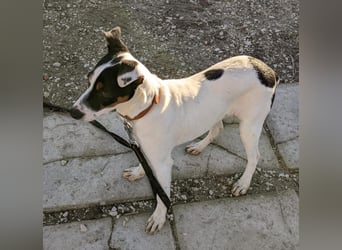 Jimmy – kleiner Bodeguero-Junge auf der Suche nach seinem Herzenszuhause